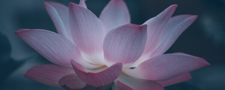 Come Meditazione e Mindfulness aiutano nel coaching